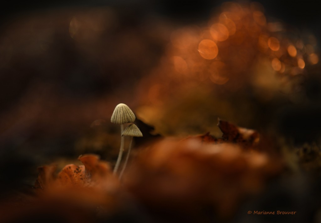 D5E_1238-web Marianne Brouwer