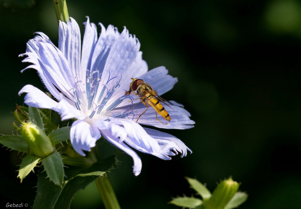 DSC08489 ddn2 Ger Dirks_01_01