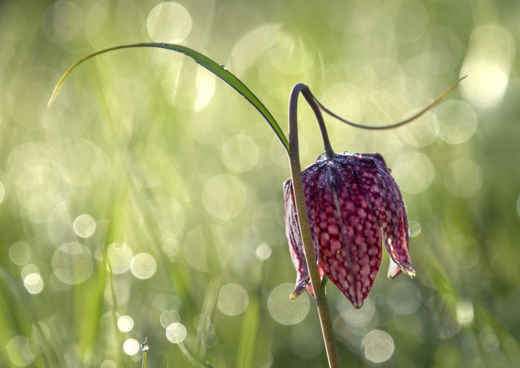 De-zon-als-bokeh-cirkels