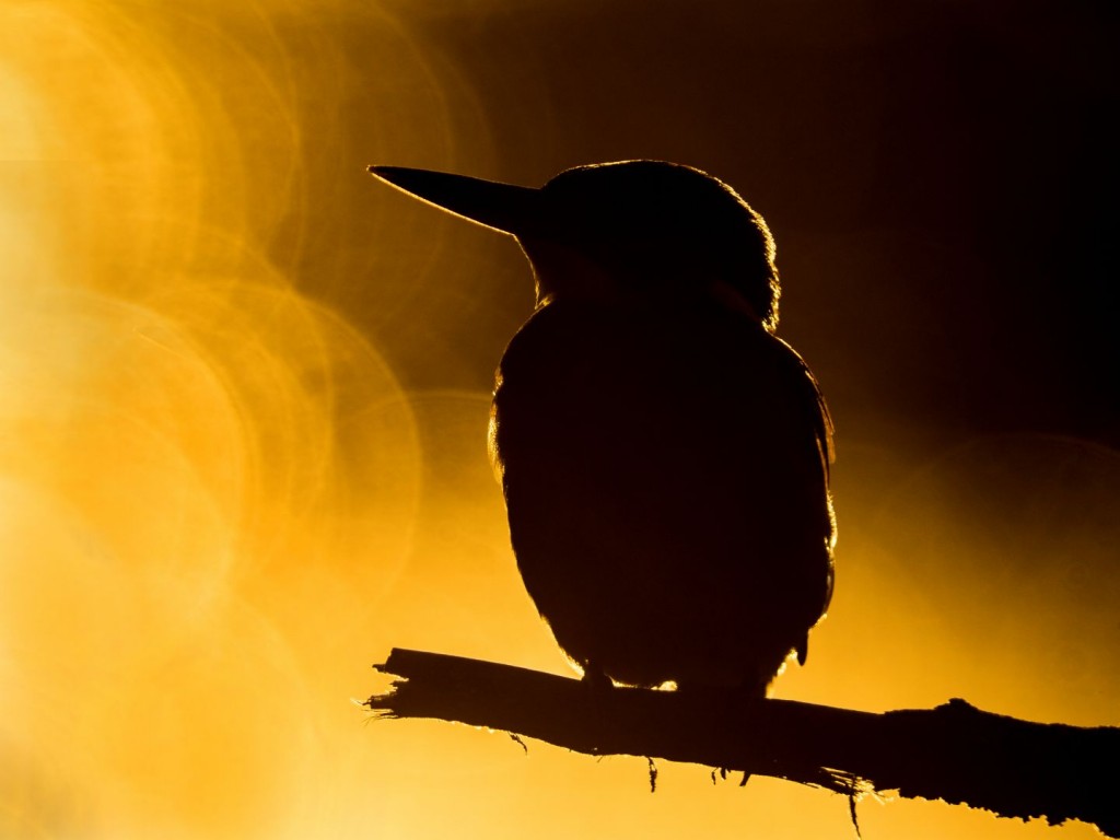 De-zon-weerspiegeld-in-het-water