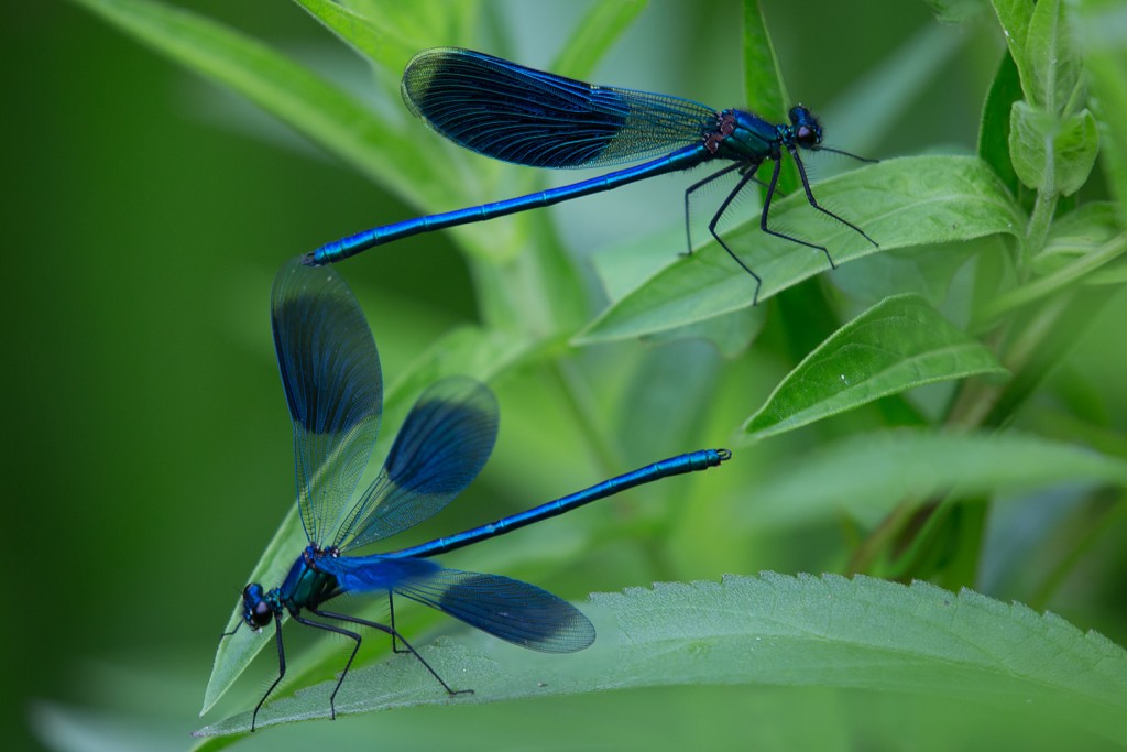 Dubbelblauw Leo Vogelenzang