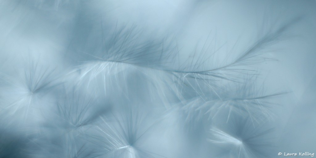 Fluffy - Laura Kolling