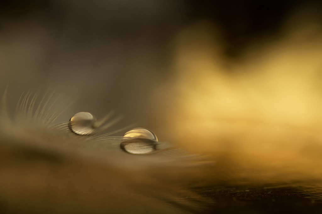Golden drops Birgitte Bergman