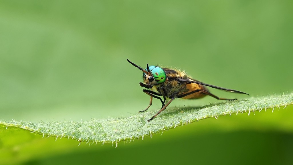 Goudoogdaas -Ron Westbroek