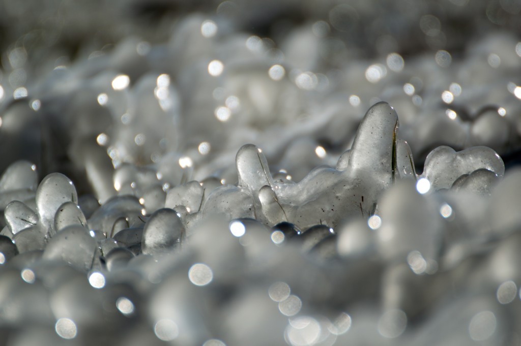 Gras gevangen in ijs Jan te Rietstap