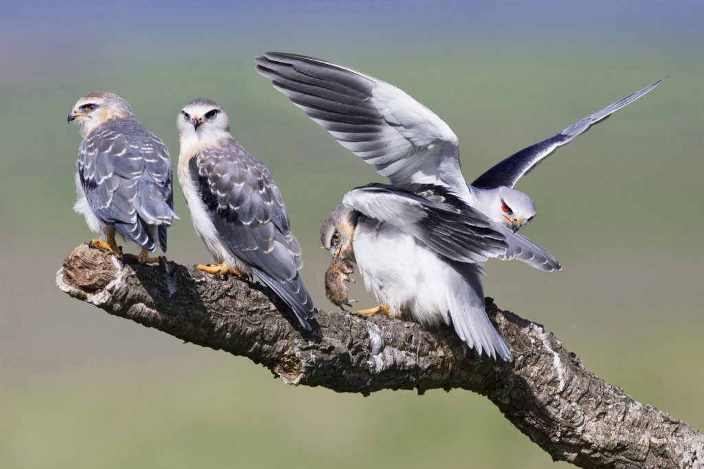 Grijze Wouw CU_0B7A9527xpozerc (2)_1620x1080