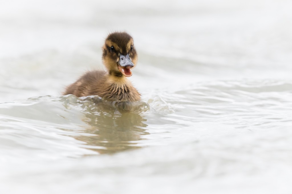 Happy Duck Rob Blanken