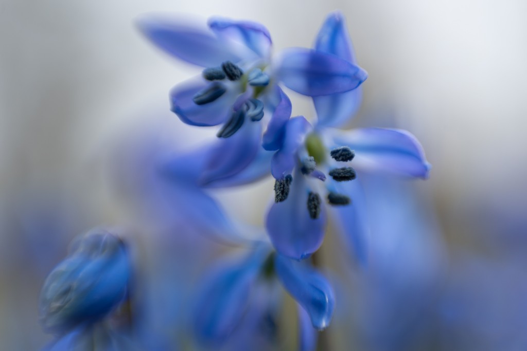 Hemels blauw Roeli van Til