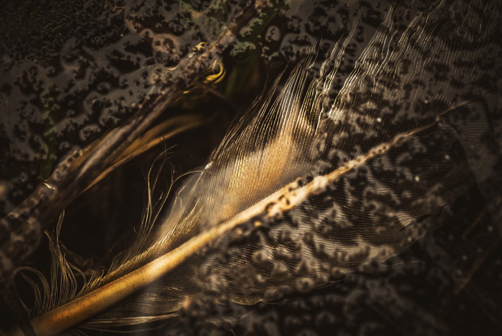 Het gouden pluimpje Veerle Decocq