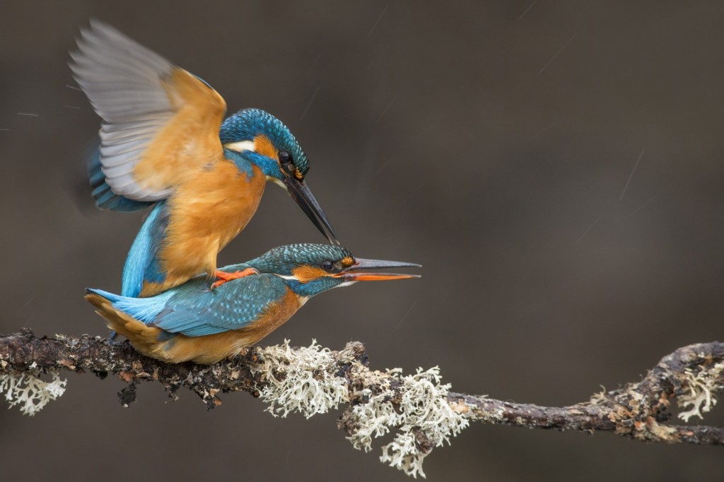 IJsvogel ND_JSL6367_1620x1080