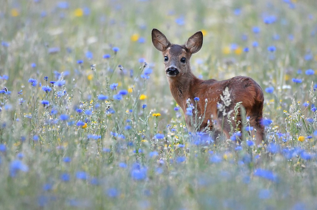 In de bloemetjes-Ido