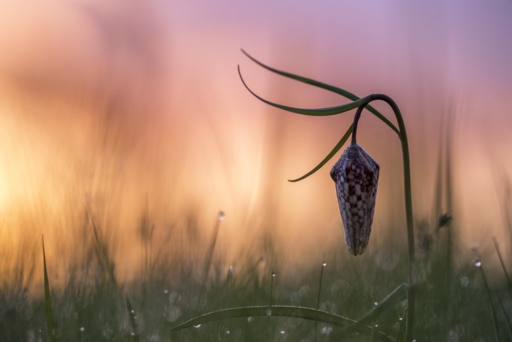 In de knop Gonnie van de Schans