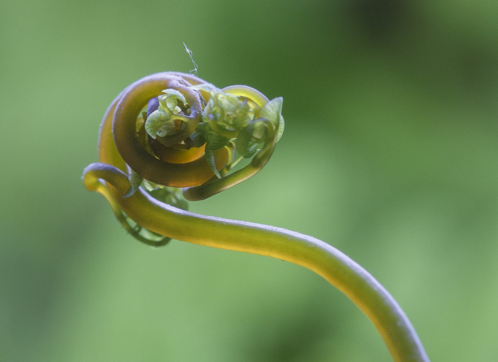 In de knop Henk Bouter