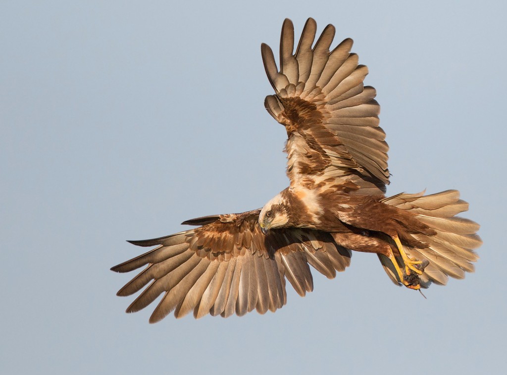 In vol ornaat Kees vd Klauw