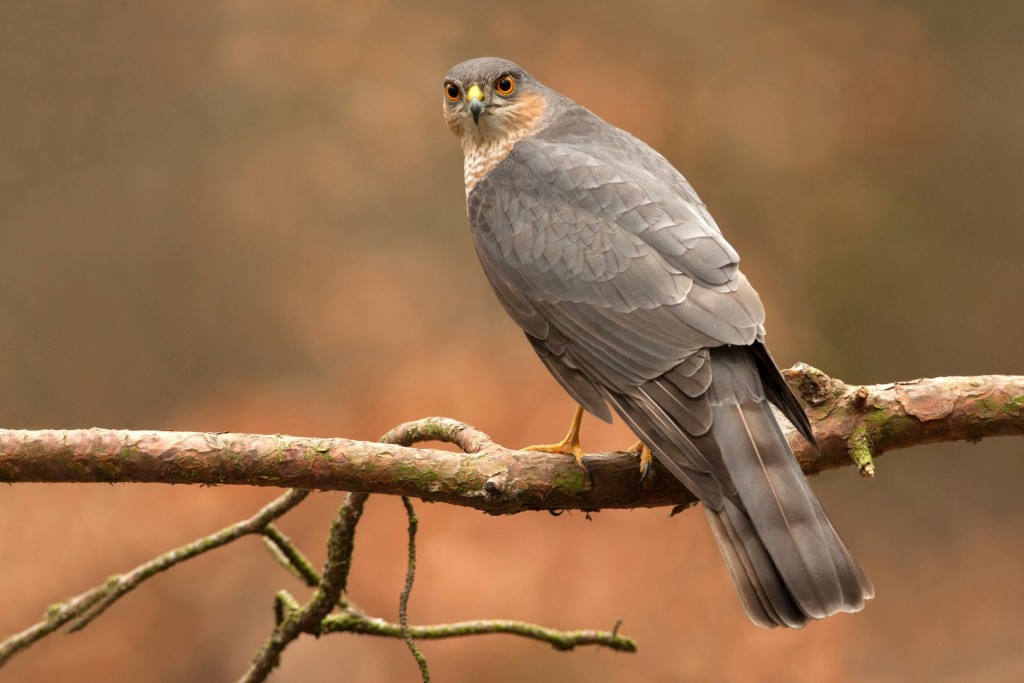 _K3B2816-003_1620x1080