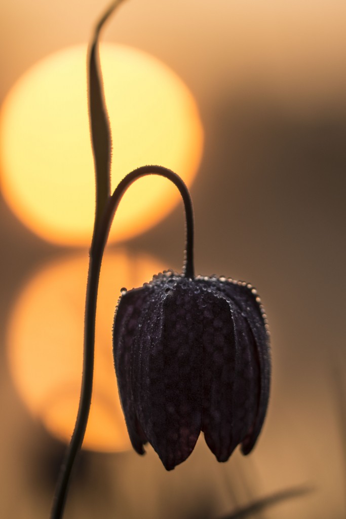 Kievitsbloem in opkomende zon