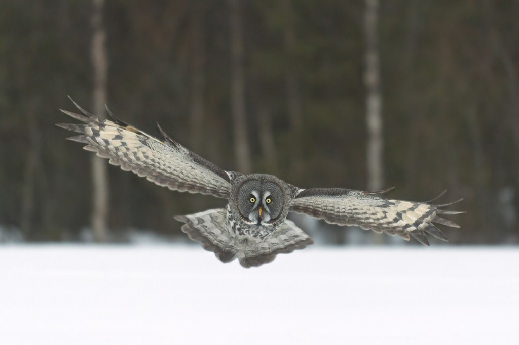 Laplanduil front 2015 PVV7420