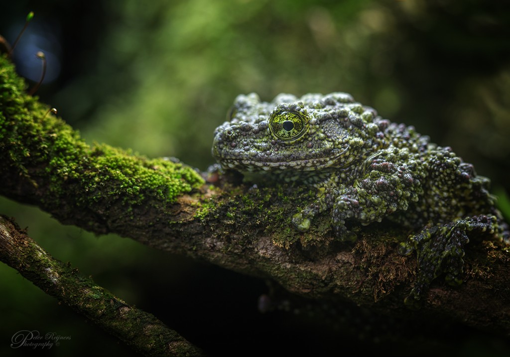 Moskikkertje - Peter Reijnders