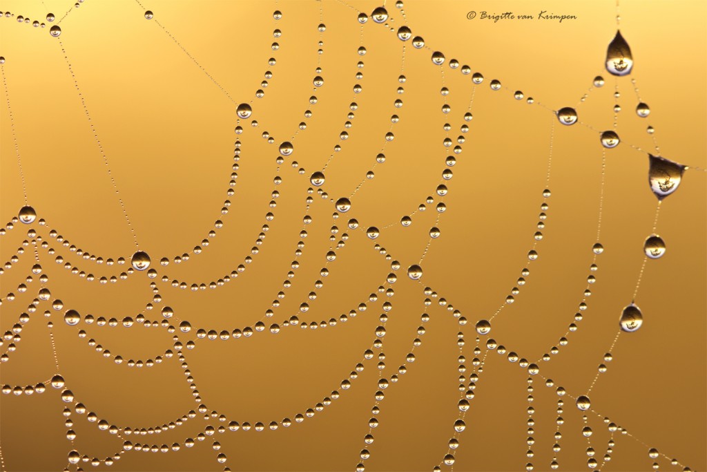 Naturel Diamonds © Brigitte van Krimpen