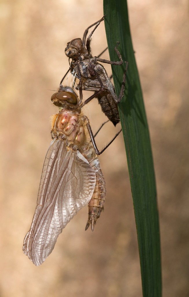 Nieuw leven Constant van Bommel
