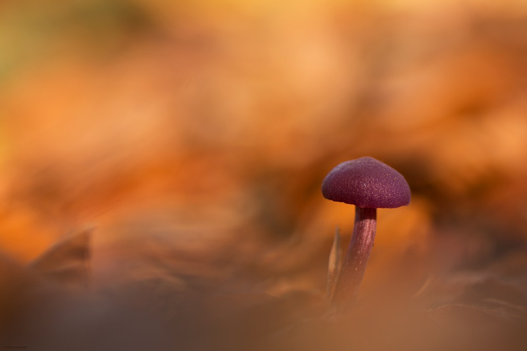 On fire © Brigit van Mourik