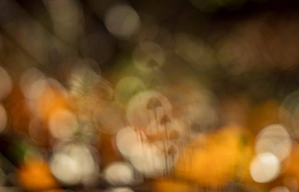 Onscherpe herfst-Ronald Bergkamp