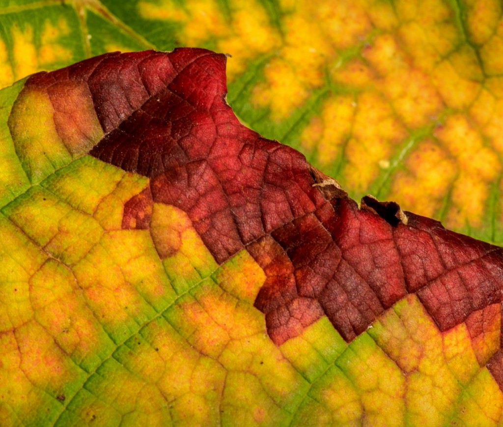 Herfstblad © Nico van Gelder