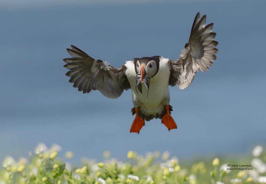 Papegaaiduiker_DSC2343