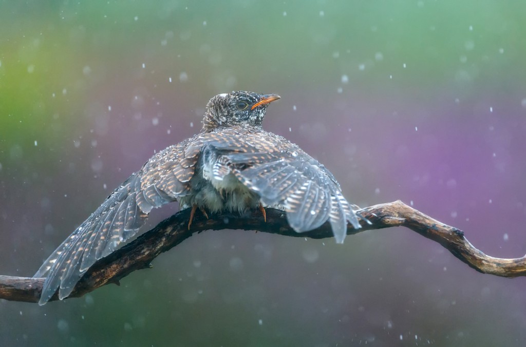 Paraplu Franka Slothouber