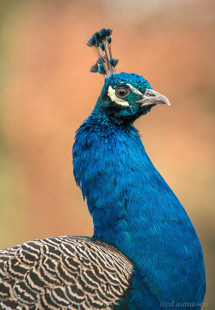 Pauwblauw Asmussen Fred (2)