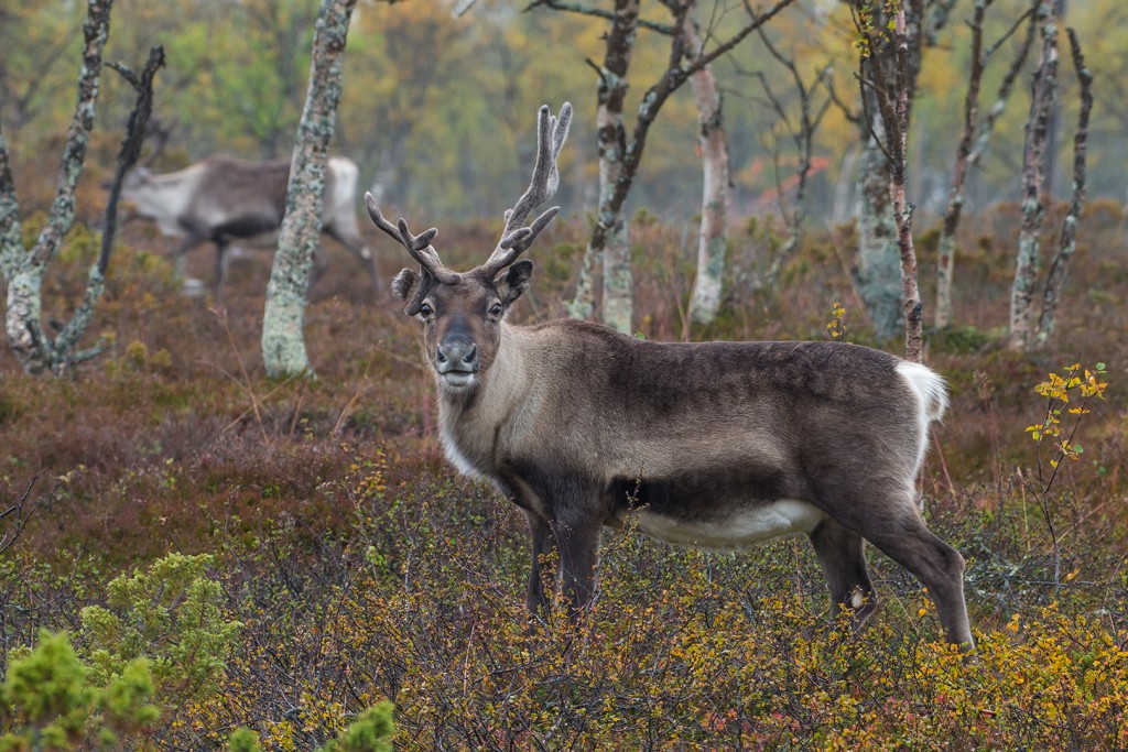Rendieren in Midden Zweden © Peter Koren