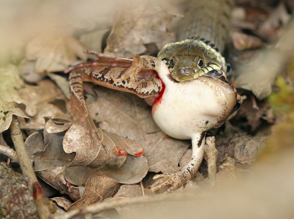 Ringslang met bebloede kikker in de bek; Grass snake with a bloody frog in his beak