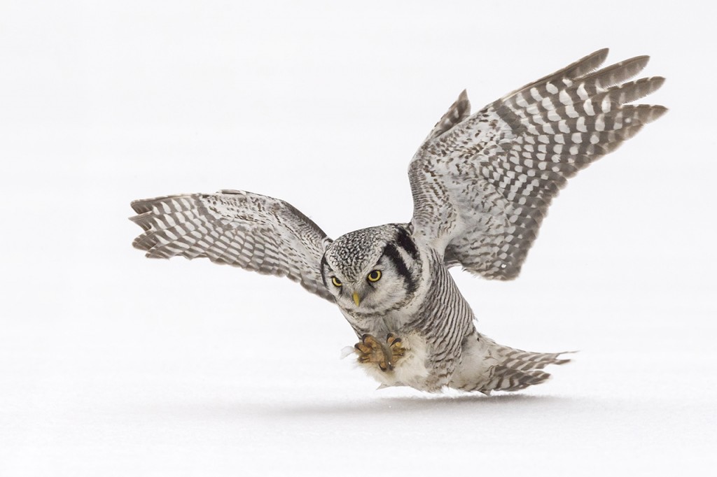 Sperweruil 2 2015_PVV9532