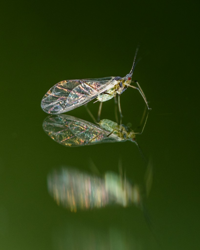 Spiegeltje, spiegeltje Wouter Vroom
