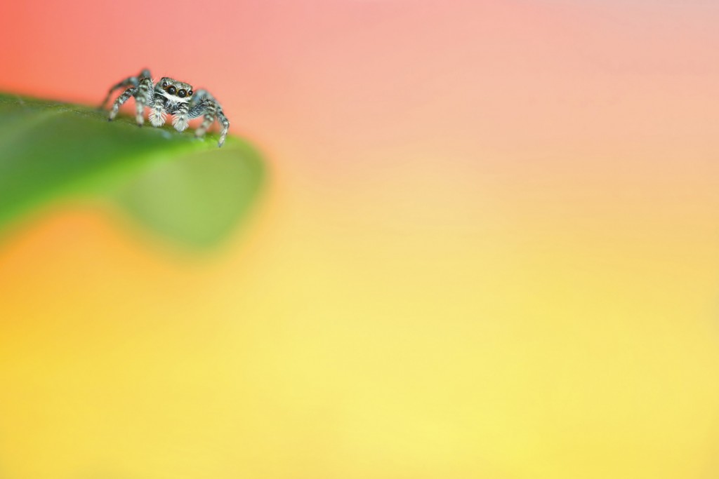 Springspin om zich heen kijkend vanaf blad; Jumping spider looking around from a leaf