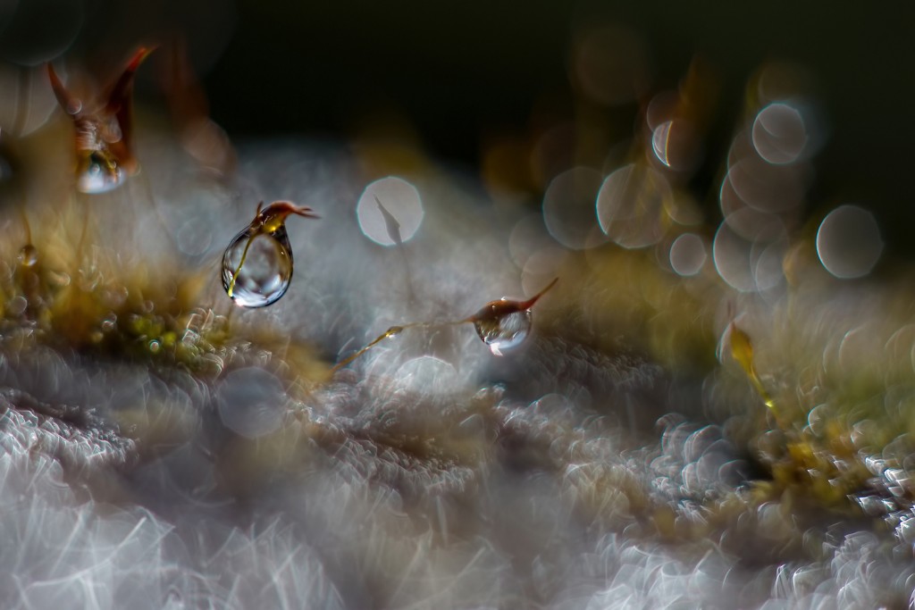 Sprookjeswereld Nel Talen