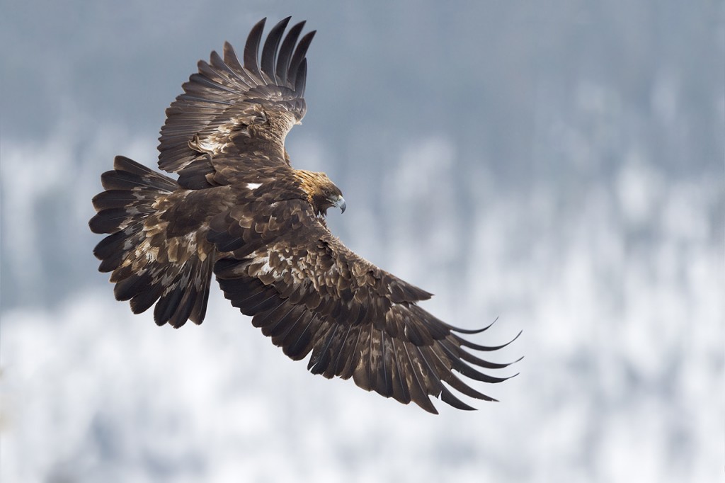 Steenarend in vluch 2015_PVV6411