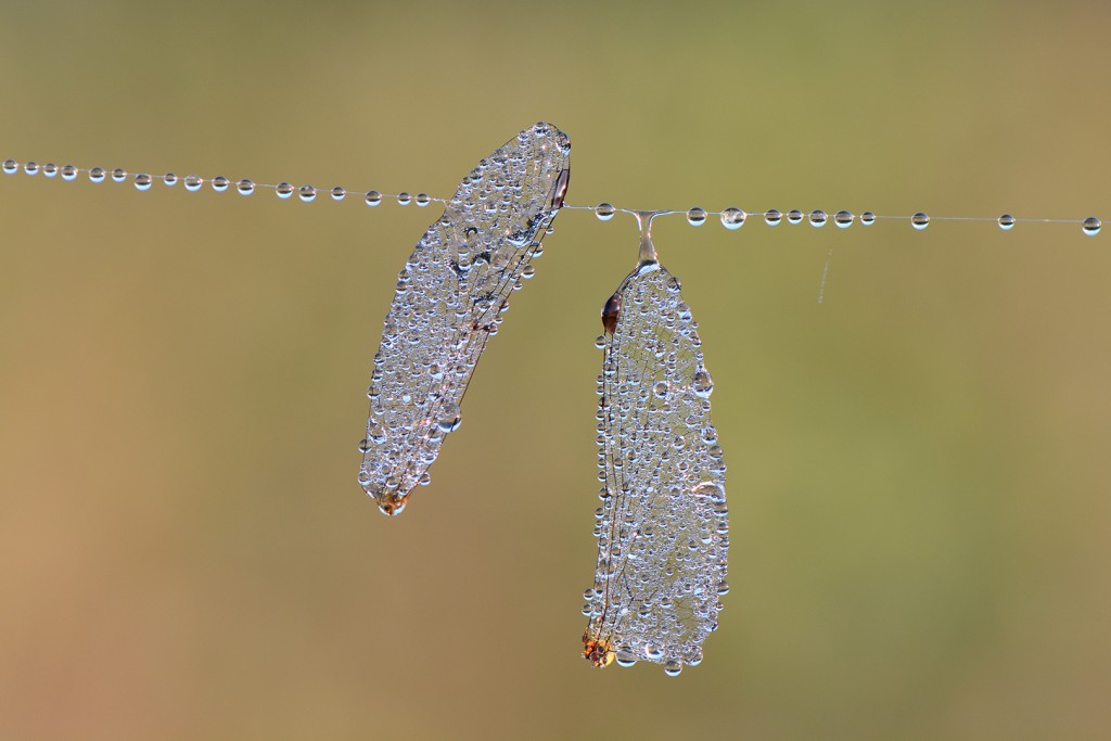 Stille getuige-Koekieman