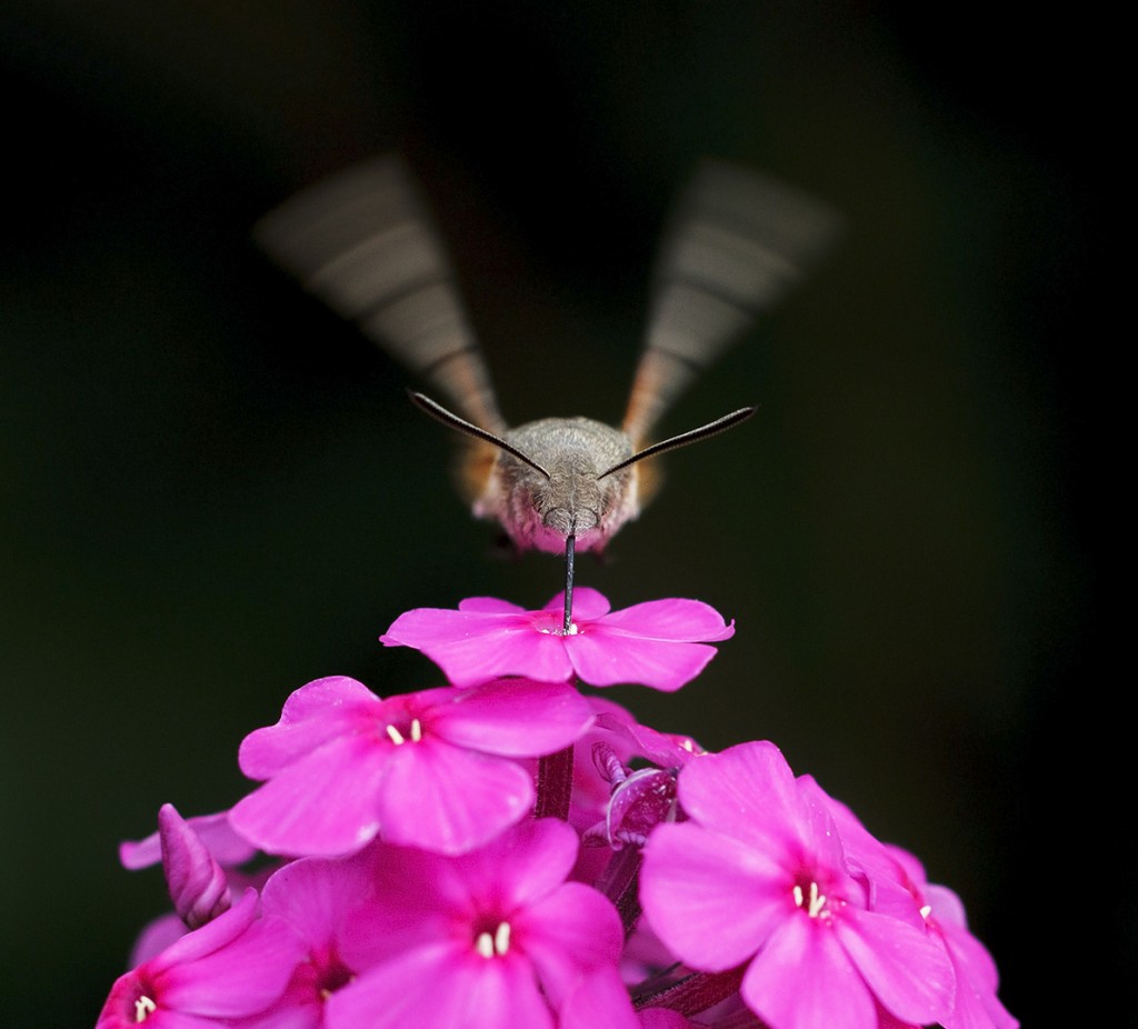 Symetrie Henk Bouter