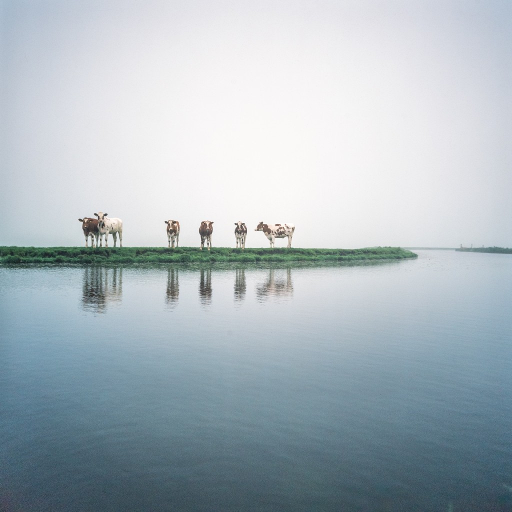 Koeien langs het boezemwater