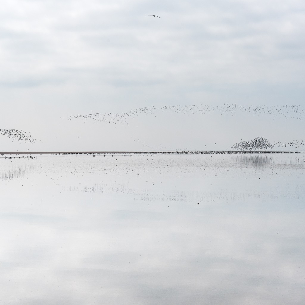 Wadden vanaf Ameland