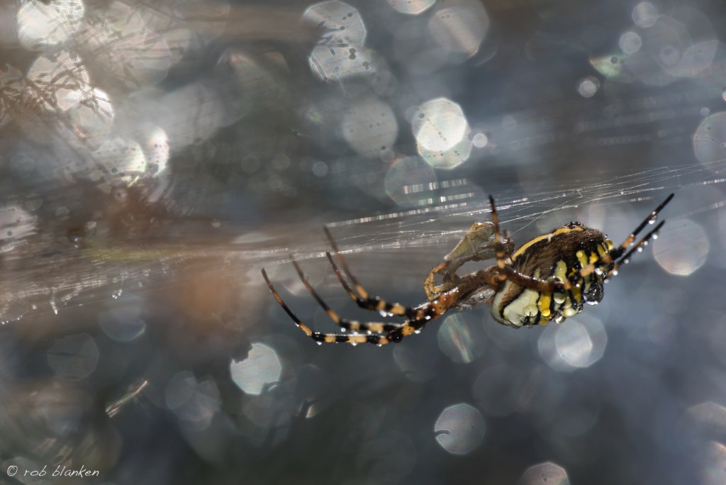 Tijgerspin Rob Blanken