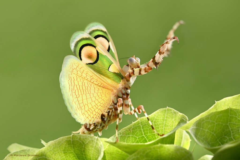 Chlidonoptera lestoni