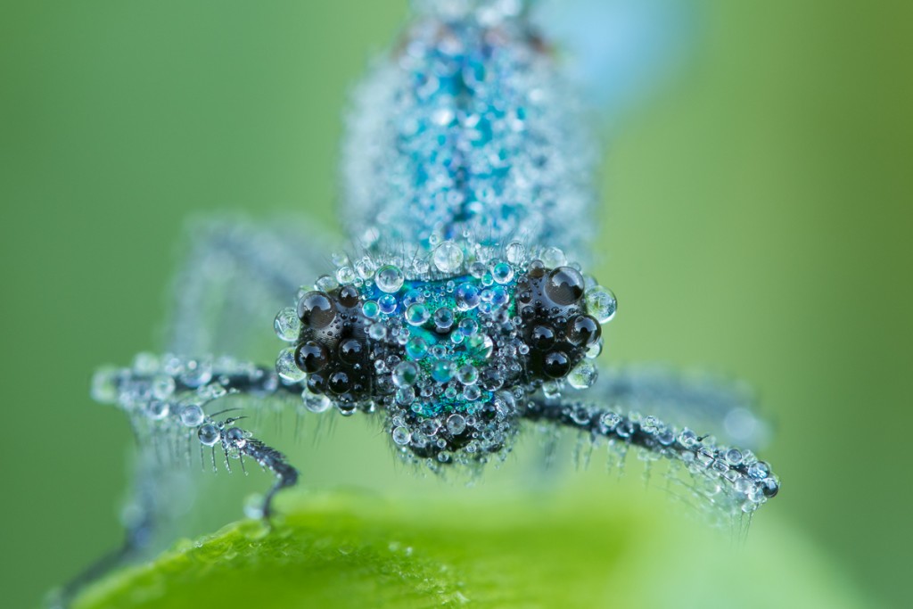 Weidebeekjuffer Art Wittingen