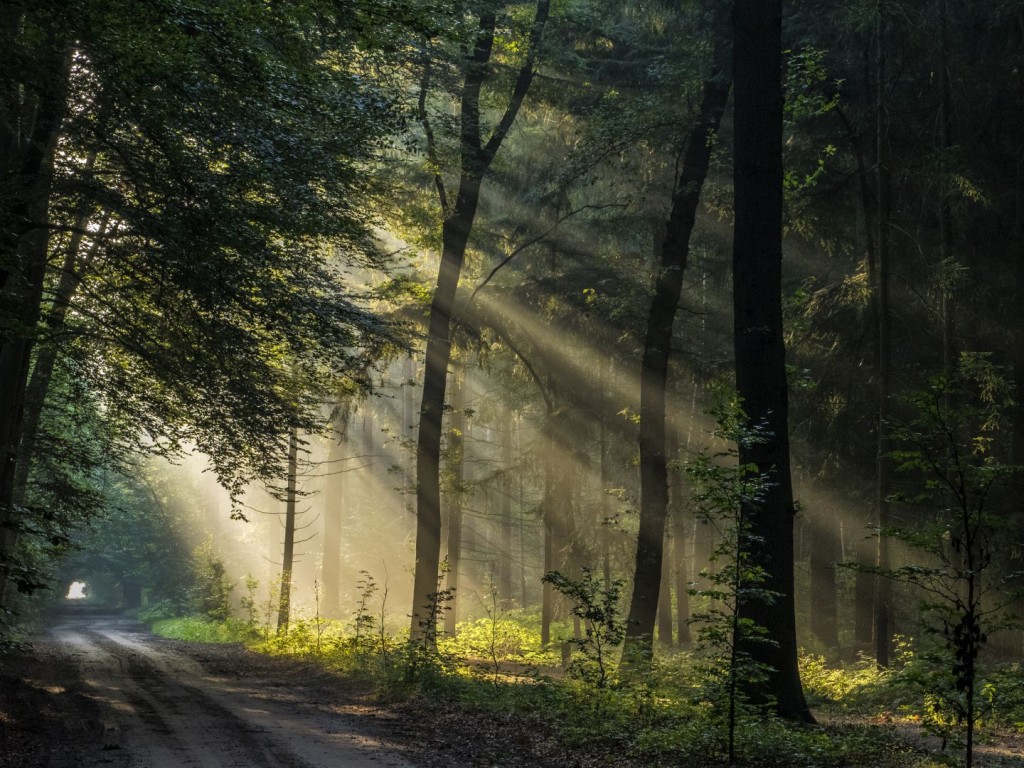 Zonneharp-in-het-bos