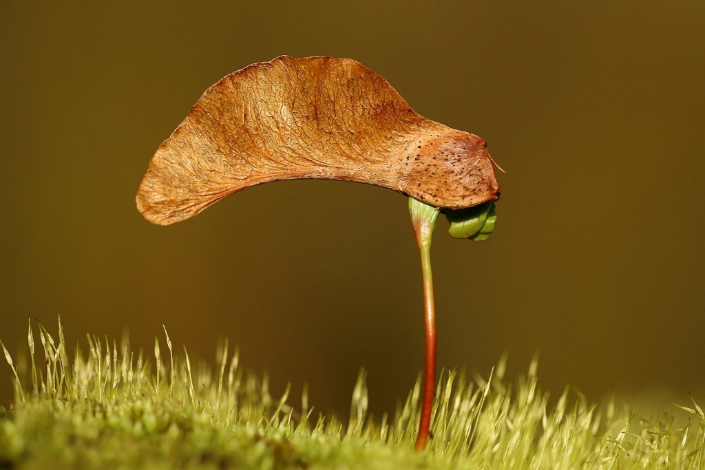 Hier grote aantallen Esdoornboompjes in het beginstadium.