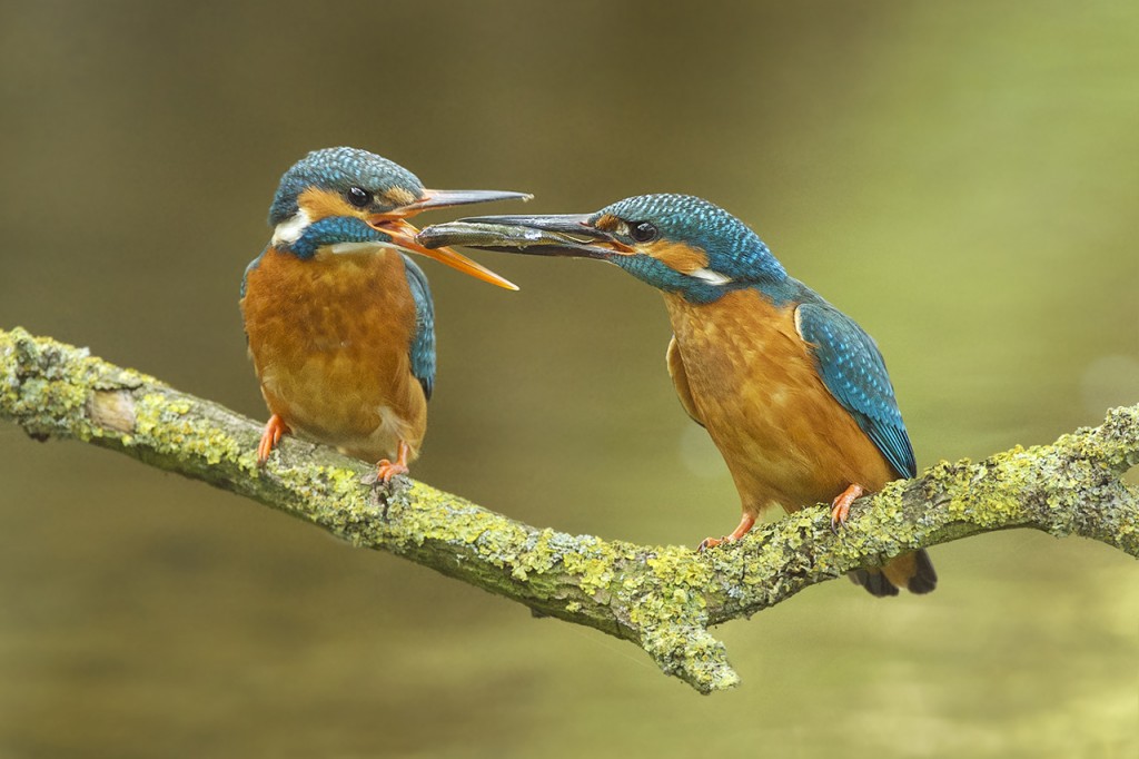 kingfisher fish gift