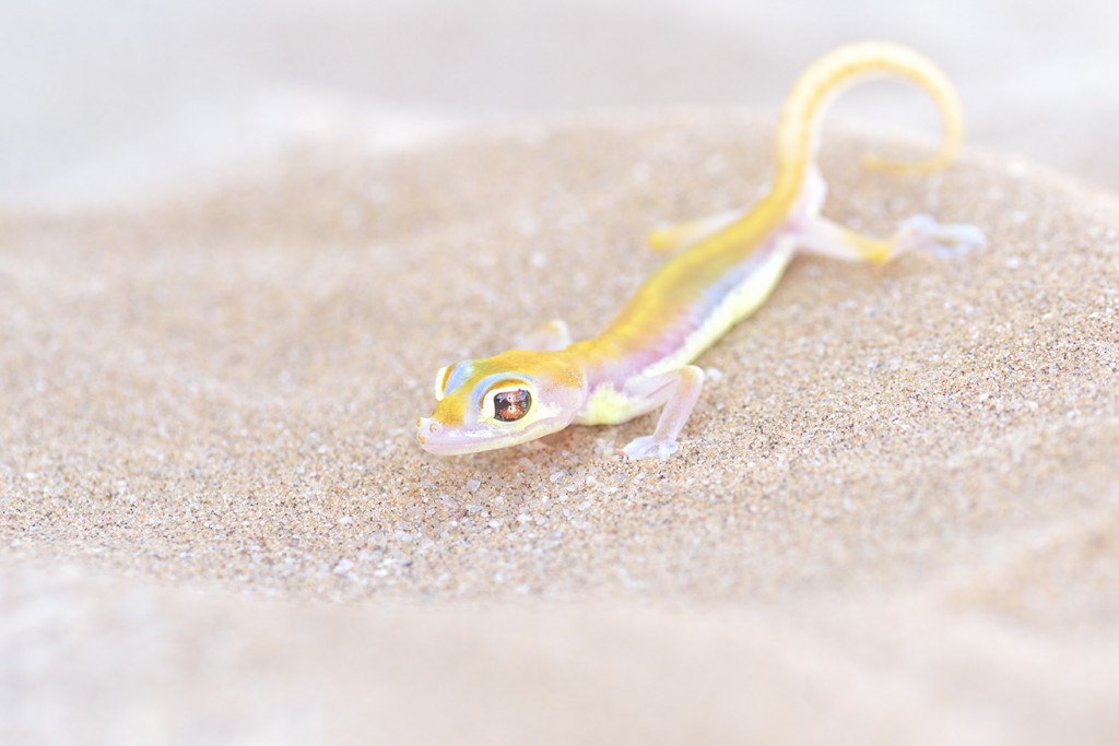 palmato gecko