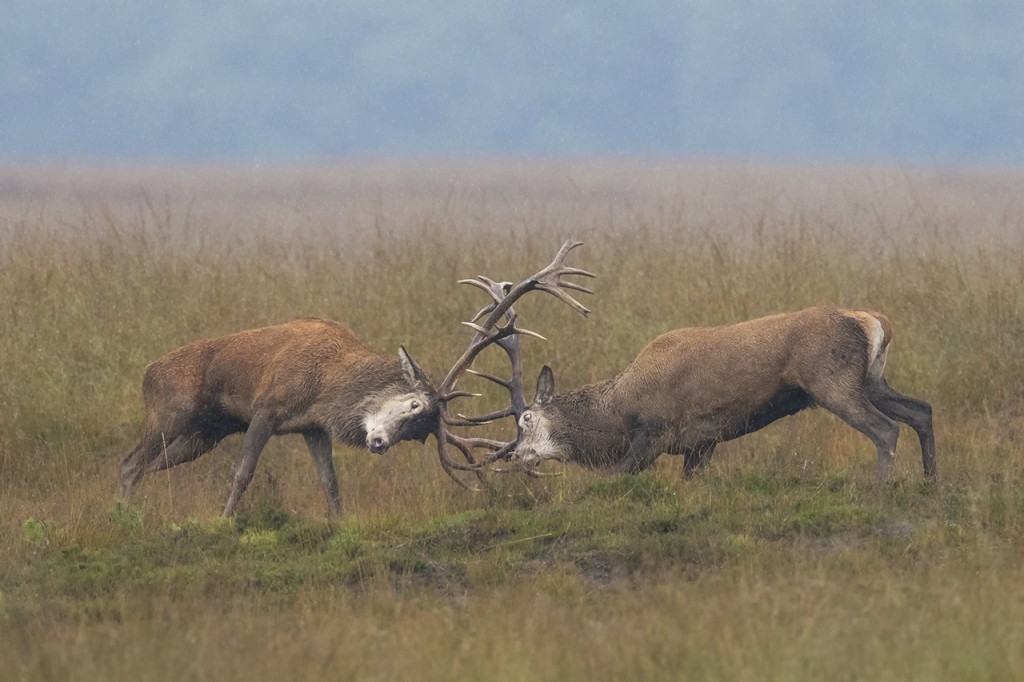 pvdv 2017 edelhert figth p2
