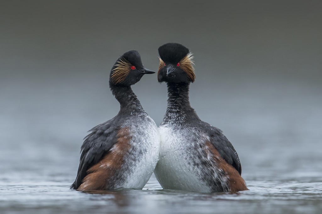 pvdv 2018 geoorde fuut_DSC8085